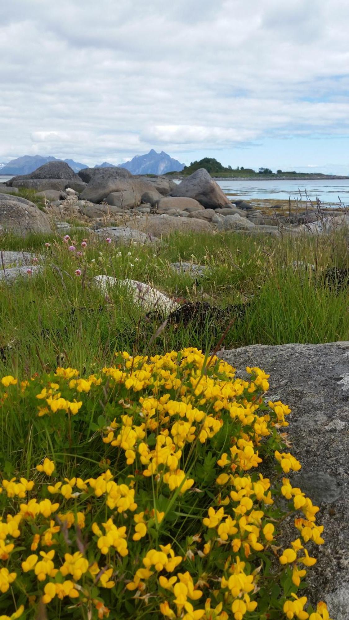 Villa Lofotbo Stamsund Esterno foto
